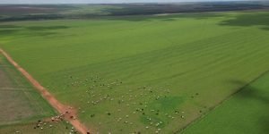 DJI_0556