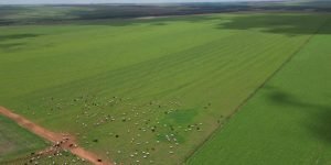 DJI_0557