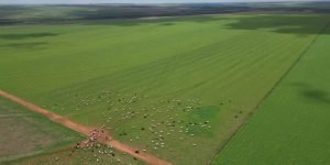 DJI_0558